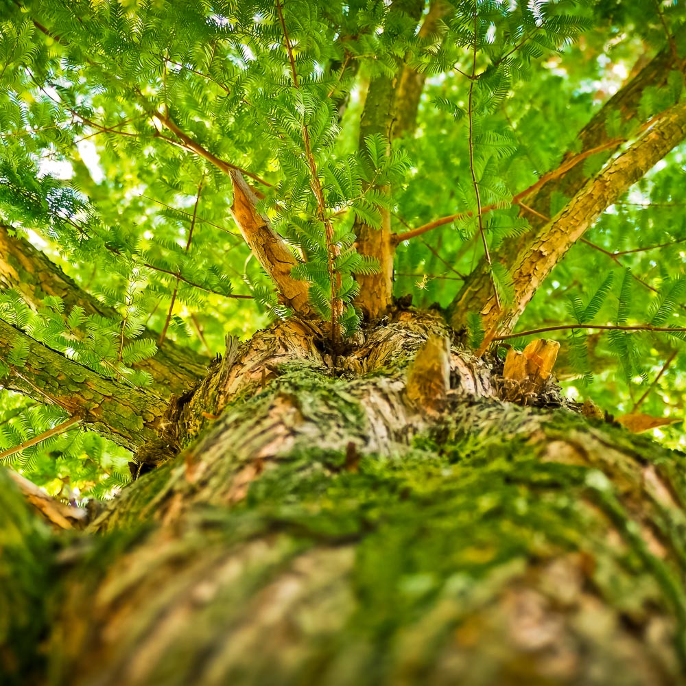 looking up a tree trunk