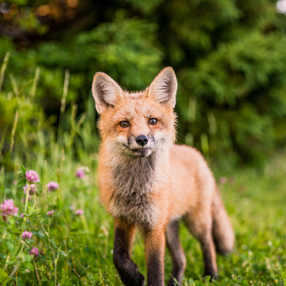 cute fox looking at camera